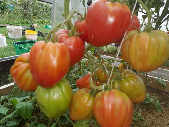 Жирная курица Буфало